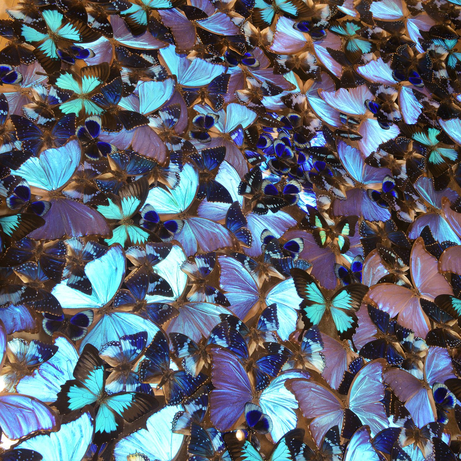 https://a.1stdibscdn.com/blue-butterflies-coffee-table-for-sale-picture-6/f_14282/f_323704021674483402694/DSC_0136_master.JPG