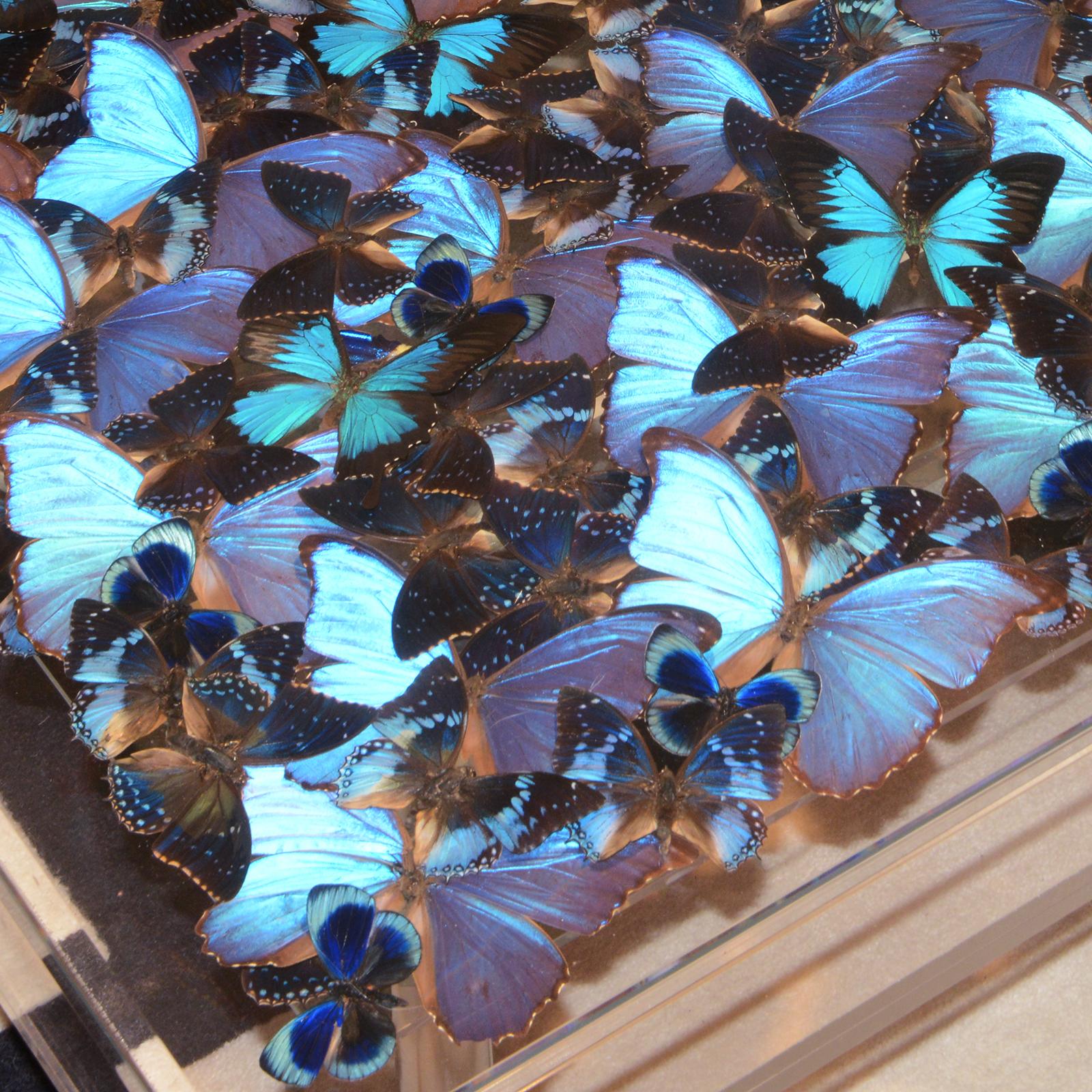 https://a.1stdibscdn.com/blue-butterflies-coffee-table-for-sale-picture-7/f_14282/f_323704021674483401814/DSC_0139_master.JPG