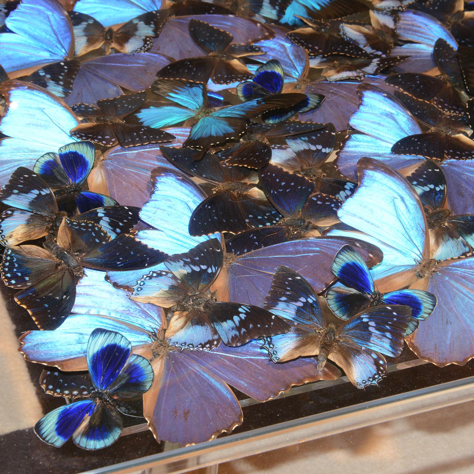 https://a.1stdibscdn.com/blue-butterflies-coffee-table-for-sale-picture-8/f_14282/f_323704021674483402980/DSC_0141_master.JPG