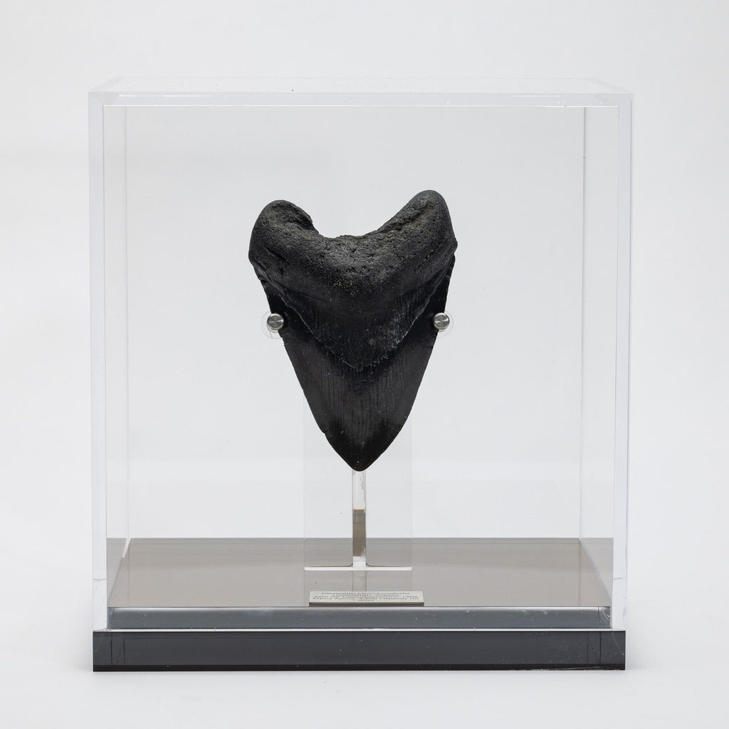 https://a.1stdibscdn.com/fossil-megalodon-the-monster-shark-tooth-in-acrylic-custom-box-from-usa-for-sale-picture-2/f_25203/f_449489521746820746173/MGDN_2503041321_Diente_de_Megalodon_5_25_1_master.jpg