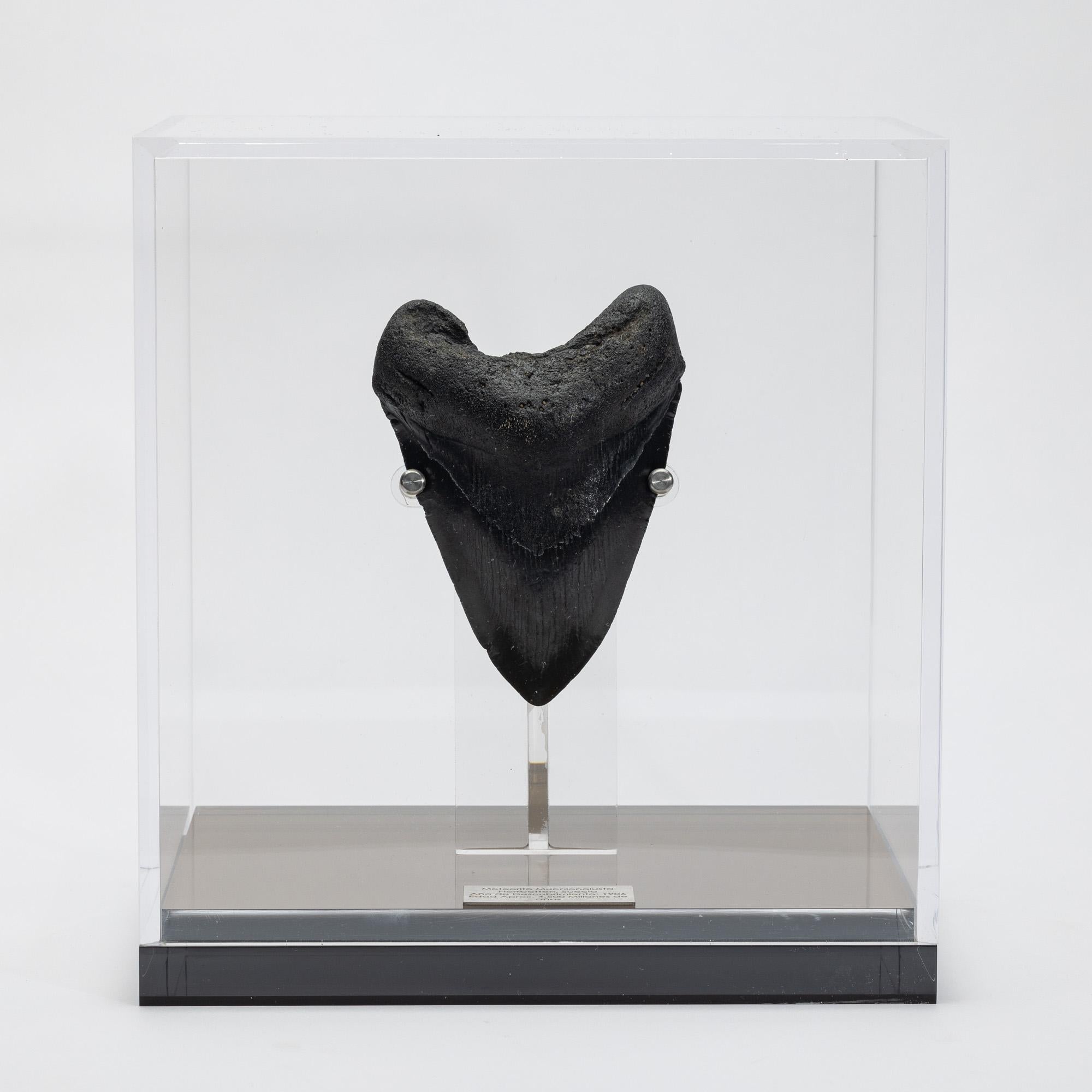 https://a.1stdibscdn.com/fossil-megalodon-the-monster-shark-tooth-in-acrylic-custom-box-from-usa-for-sale-picture-2/f_25203/f_449489521746820746173/MGDN_2503041321_Diente_de_Megalodon_5_25_1_master.jpg
