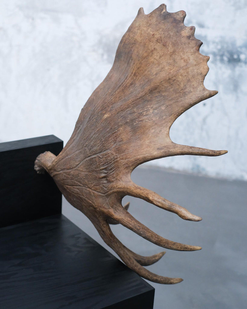 https://a.1stdibscdn.com/stag-chair-by-rick-owens-for-sale-picture-3/f_12192/f_434187021738339012212/OWENS_STAG_CHAIR_LEFT_8_master.jpg