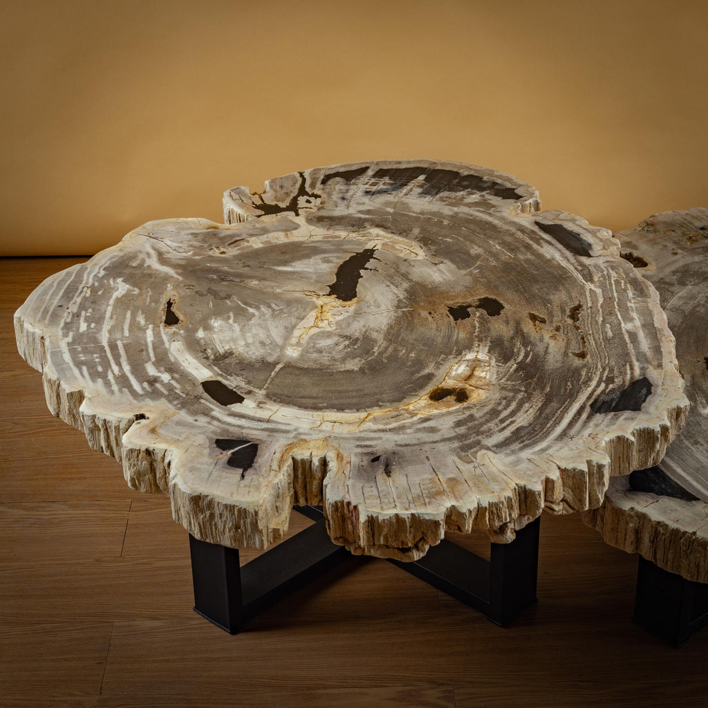 https://a.1stdibscdn.com/pair-of-authentic-miocene-petrified-wood-coffee-tables-with-black-metal-base-for-sale-picture-7/f_25203/f_480070121765827175367/SBTP_427_25_y_SBTP_423_25_Laja_redonda_de_madera_petrificada_6_master.jpg