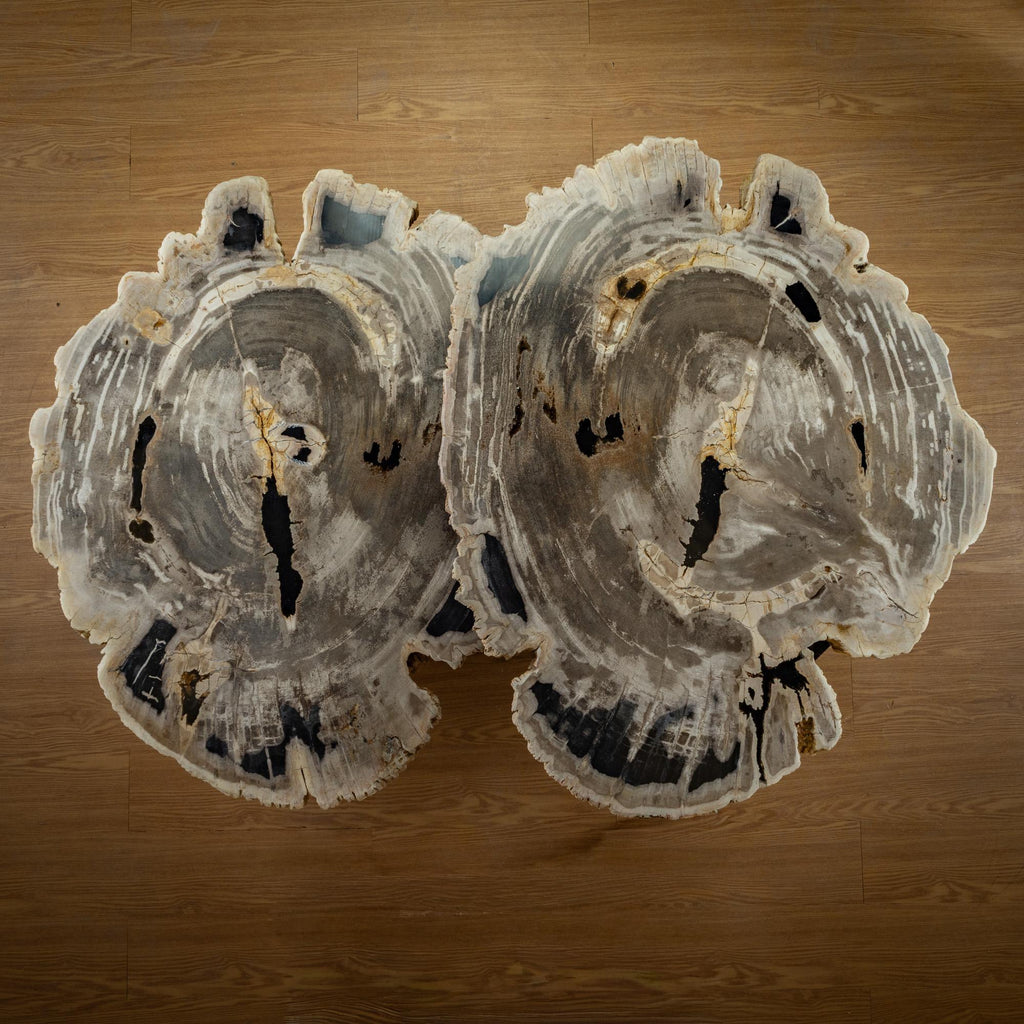 https://a.1stdibscdn.com/pair-of-authentic-miocene-petrified-wood-coffee-tables-with-black-metal-base-for-sale-picture-8/f_25203/f_480070121765827176021/SBTP_427_25_y_SBTP_423_25_Laja_redonda_de_madera_petrificada_7_master.jpg