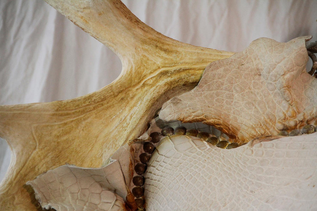 https://a.1stdibscdn.com/white-alligator-throne-with-natural-moose-antler-for-sale-picture-5/f_14282/1553788860427/Sans_titre_4_master.jpg