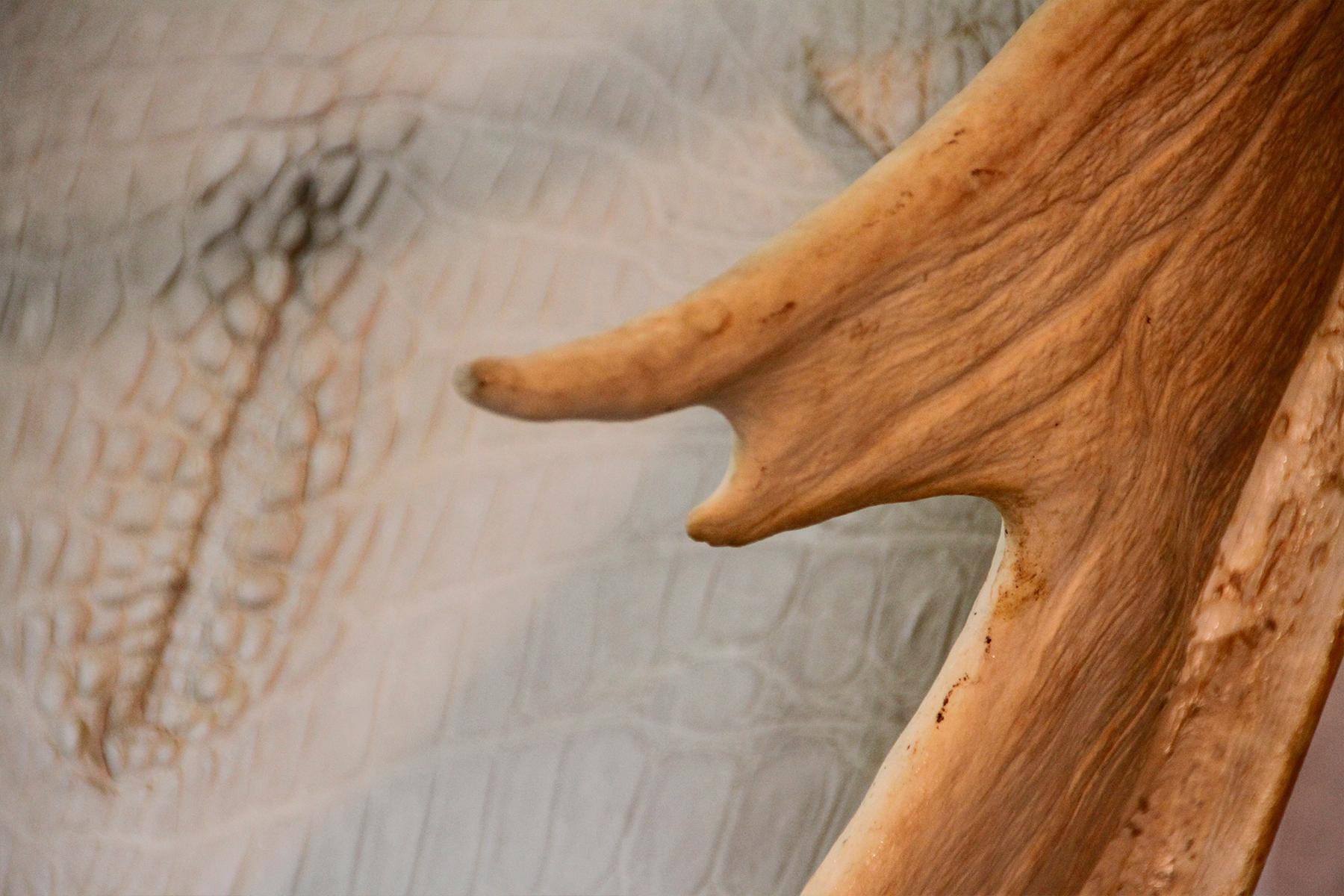 https://a.1stdibscdn.com/white-alligator-throne-with-natural-moose-antler-for-sale-picture-6/f_14282/1553788861396/Sans_titre_5_master.jpg