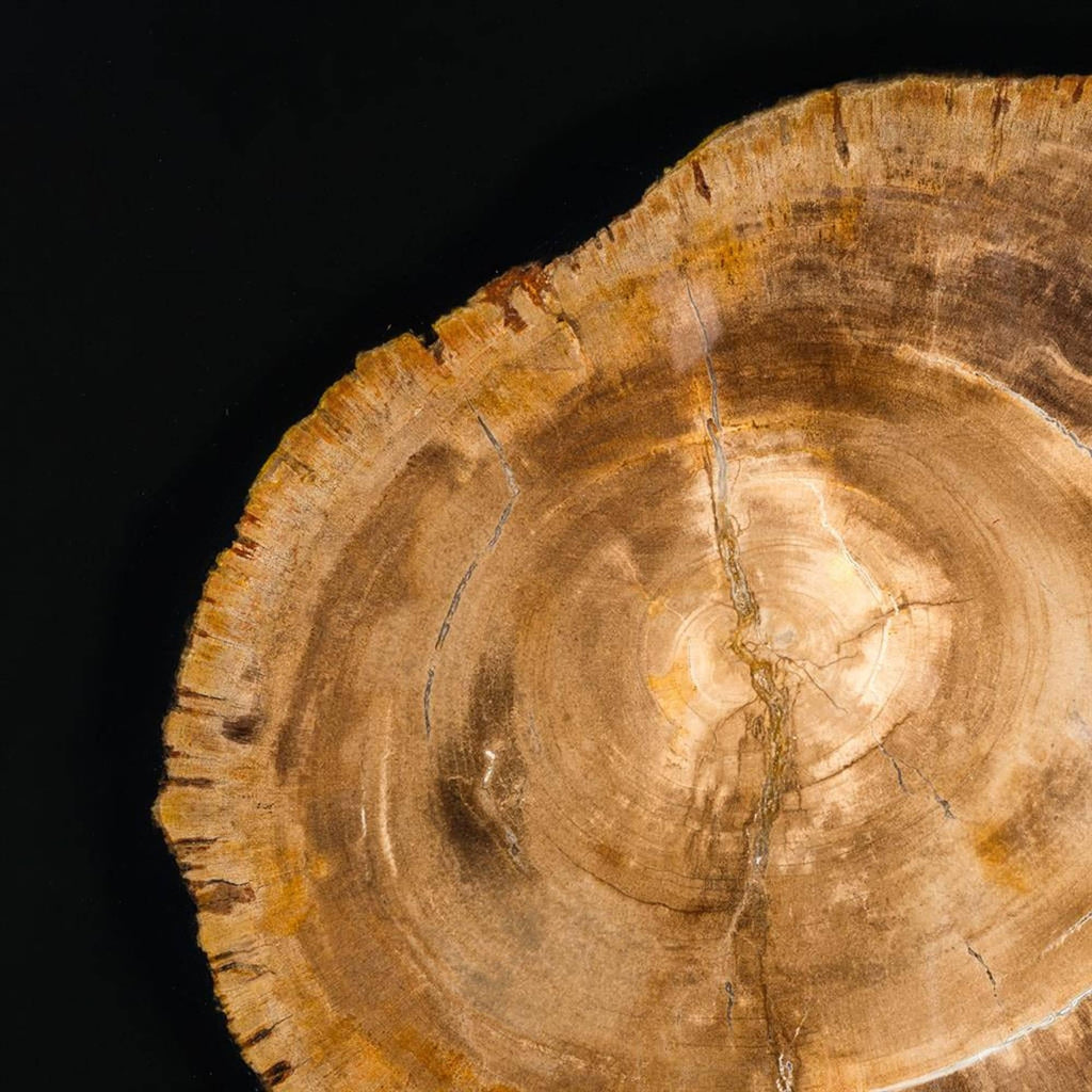 https://a.1stdibscdn.com/golded-petrified-wood-coffee-table-for-sale-picture-6/f_14282/f_449394821746786060136/Sans_titre_6_master.jpg