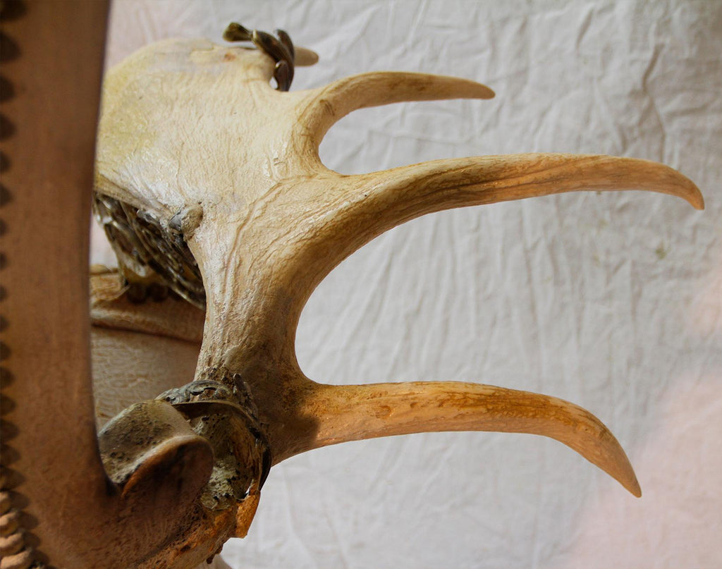 https://a.1stdibscdn.com/white-alligator-throne-with-natural-moose-antler-for-sale-picture-10/f_14282/1553788862286/Sans_titre_9_master.jpg