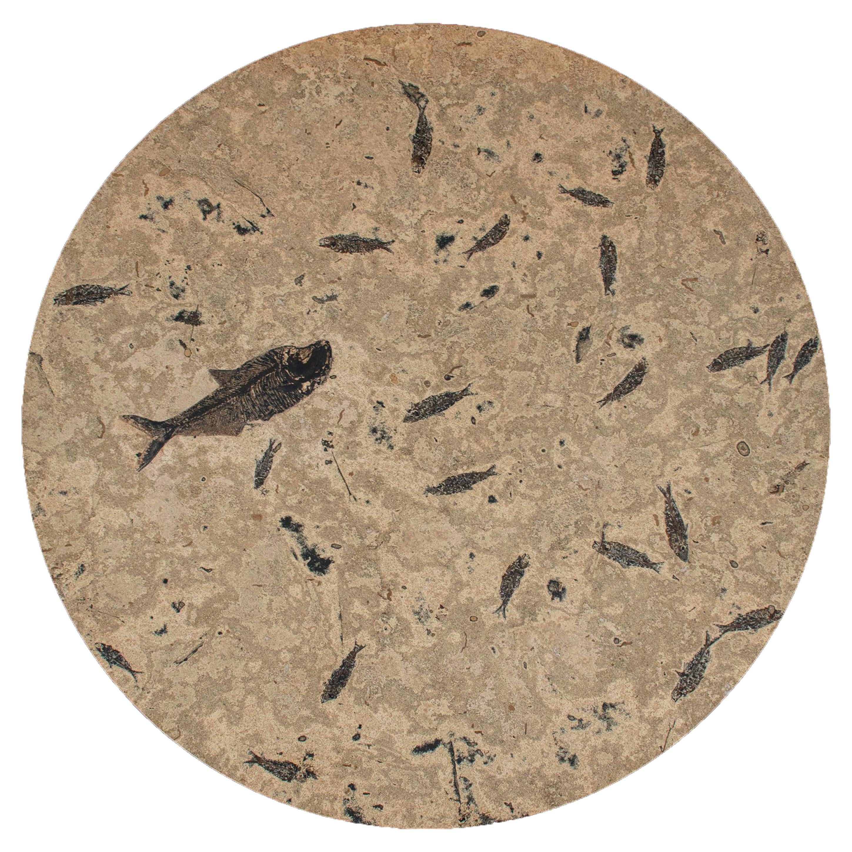 https://a.1stdibscdn.com/50-million-year-old-fossil-fish-dining-table-green-river-formation-wyoming-for-sale/f_58602/f_418587021728684401819/f_41858702_1728684403645_bg_processed.jpg