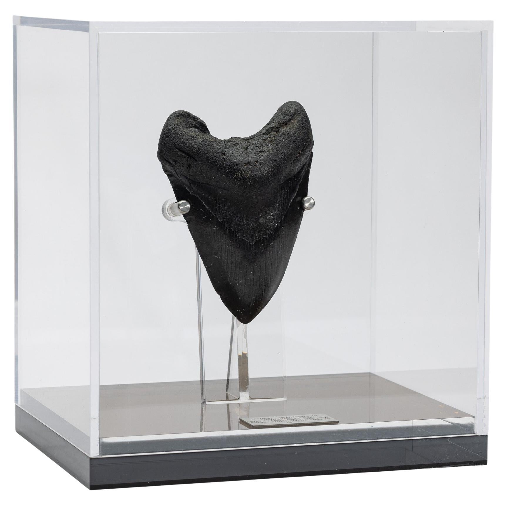 https://a.1stdibscdn.com/fossil-megalodon-the-monster-shark-tooth-in-acrylic-custom-box-from-usa-for-sale/f_25203/f_449489521746820711500/f_44948952_1746820712054_bg_processed.jpg
