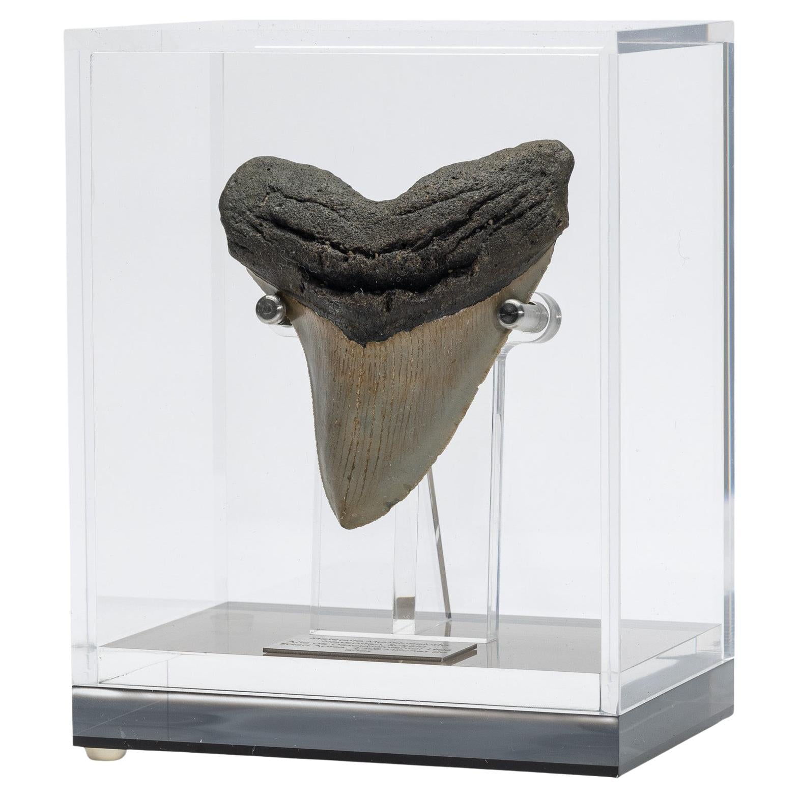 https://a.1stdibscdn.com/fossil-megalodon-the-monster-shark-tooth-in-acrylic-custom-box-for-sale/f_25203/f_477838721764516666855/f_47783872_1764516667297_bg_processed.jpg